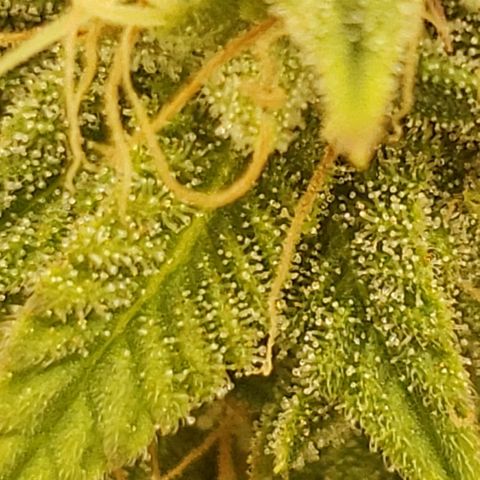 OG strain growlog timeline photo