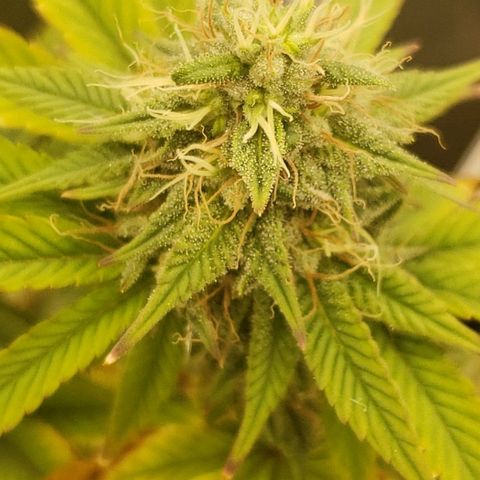 OG strain growlog timeline photo