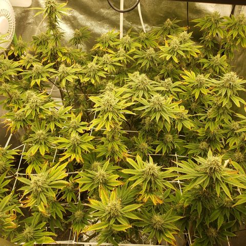 OG strain growlog timeline photo