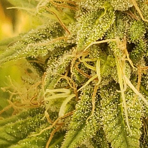 OG strain growlog timeline photo