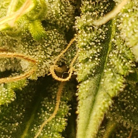 OG strain growlog timeline photo