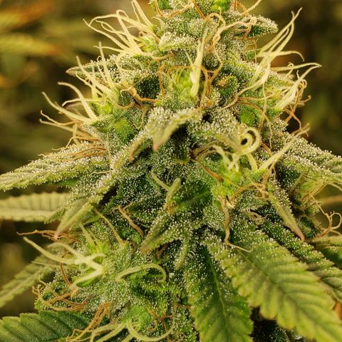 OG strain growlog timeline photo