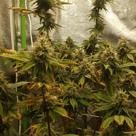 OG strain growlog timeline photo