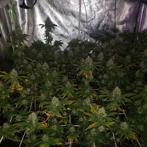 OG strain growlog timeline photo