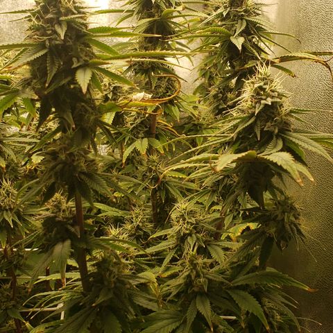 OG strain growlog timeline photo