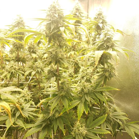 OG strain growlog timeline photo