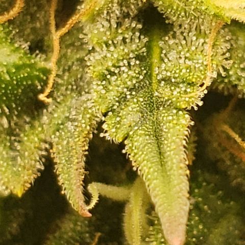 OG strain growlog timeline photo