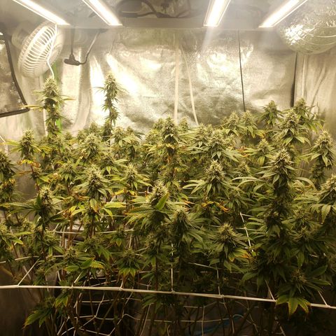 OG strain growlog timeline photo