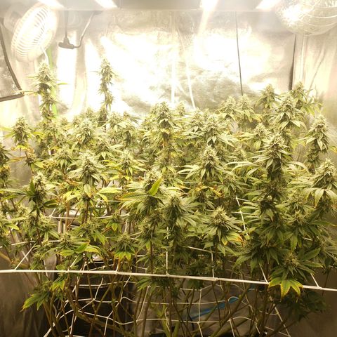 OG strain growlog timeline photo