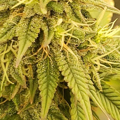 OG strain growlog timeline photo