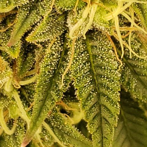 OG strain growlog timeline photo