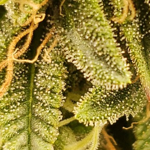OG strain growlog timeline photo