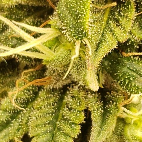OG strain growlog timeline photo
