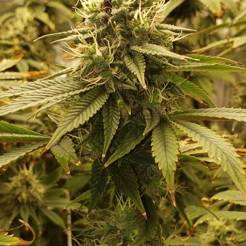 OG strain growlog timeline photo