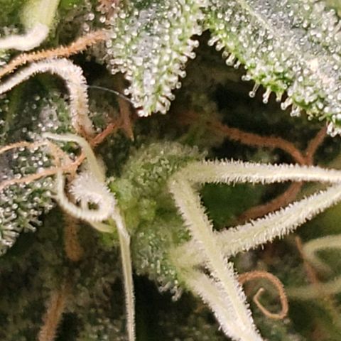 OG strain growlog timeline photo