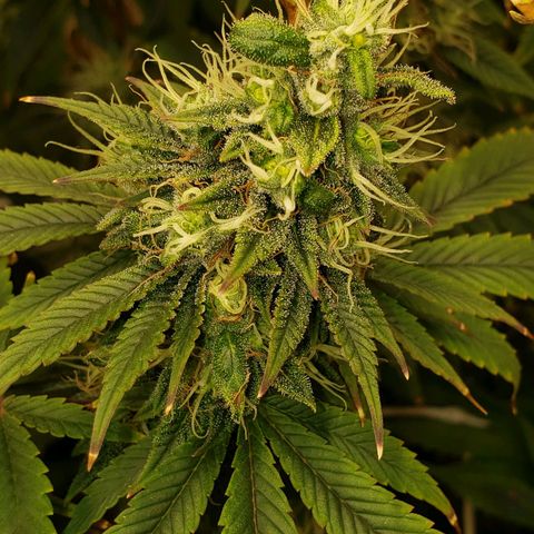 OG strain growlog timeline photo