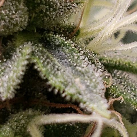 OG strain growlog timeline photo