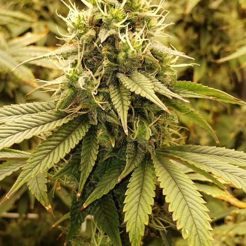 OG strain growlog timeline photo
