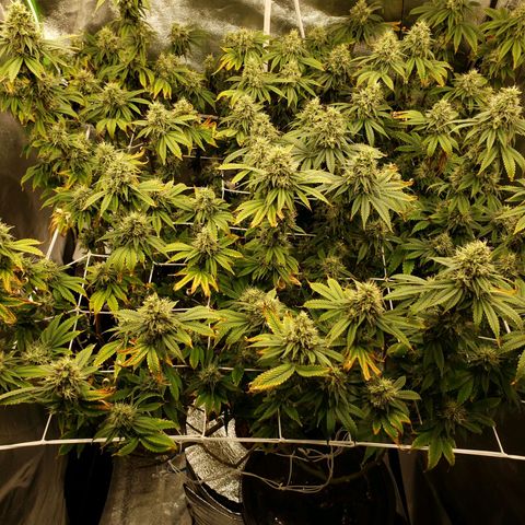 OG strain growlog timeline photo