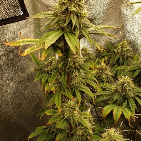 OG strain growlog timeline photo
