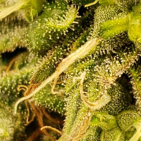 OG strain growlog timeline photo
