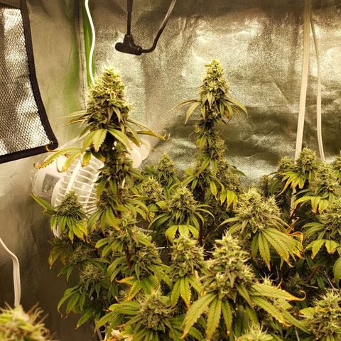 OG strain growlog timeline photo