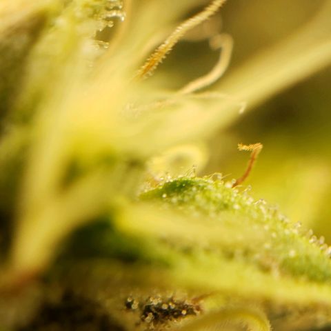 OG strain growlog timeline photo