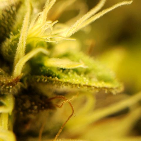 OG strain growlog timeline photo