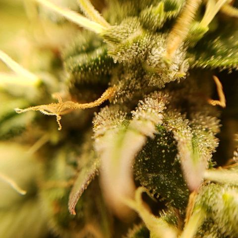 OG strain growlog timeline photo