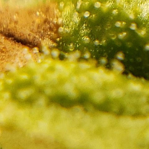 OG strain growlog timeline photo