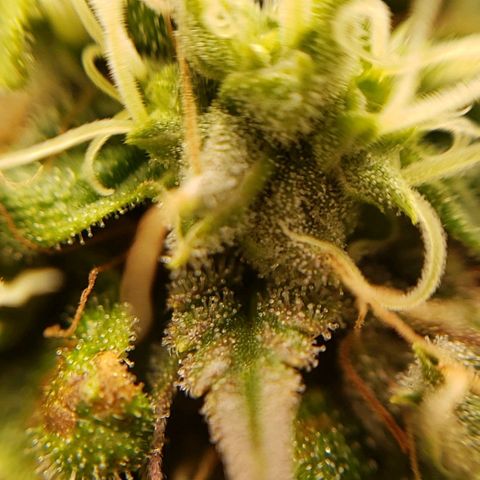 OG strain growlog timeline photo