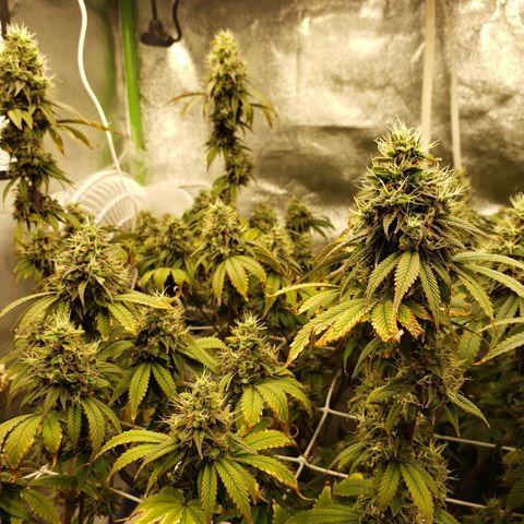 OG strain growlog timeline photo