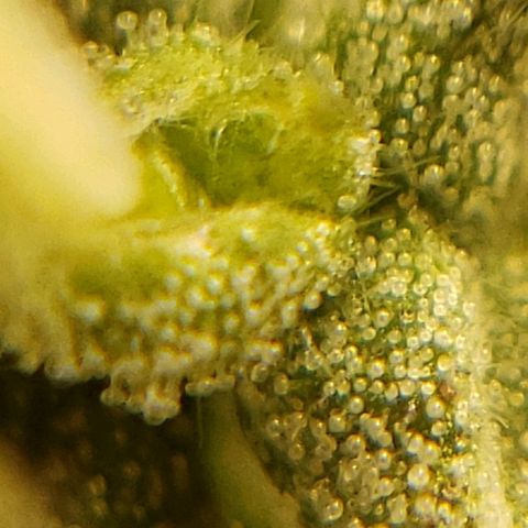 OG strain growlog timeline photo