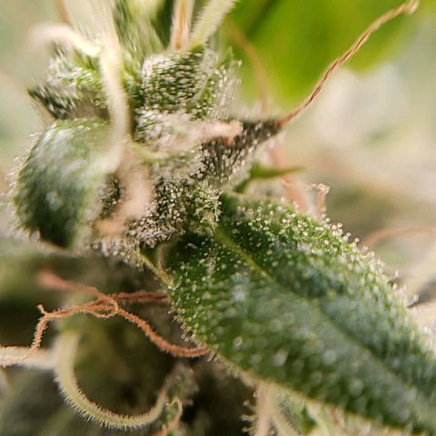 OG strain growlog timeline photo