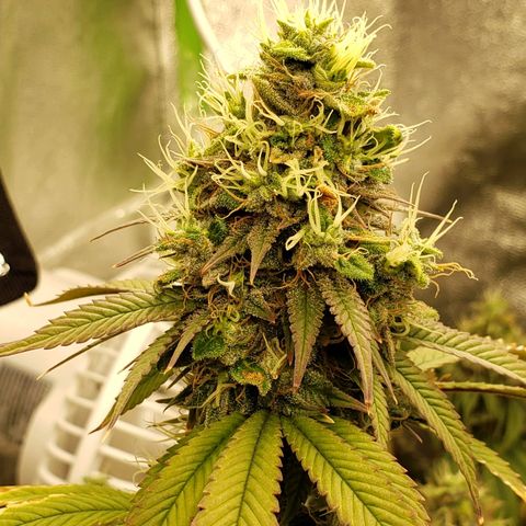 OG strain growlog timeline photo