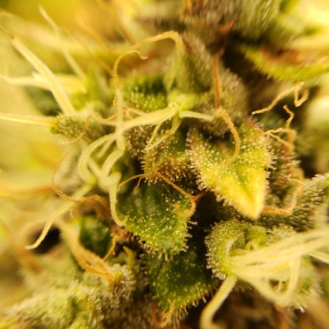OG strain growlog timeline photo