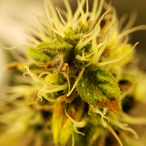 OG strain growlog timeline photo