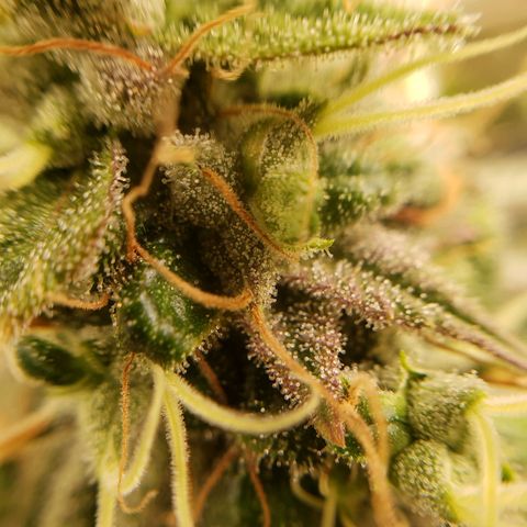 OG strain growlog timeline photo