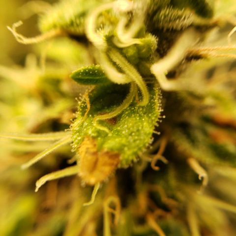 OG strain growlog timeline photo