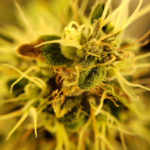 OG strain growlog timeline photo