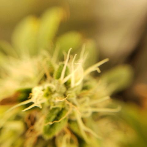 OG strain growlog timeline photo