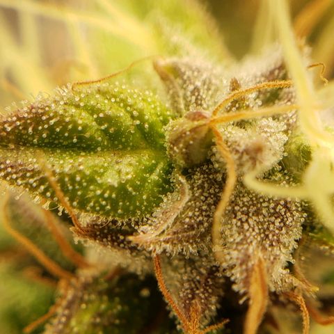 OG strain growlog timeline photo
