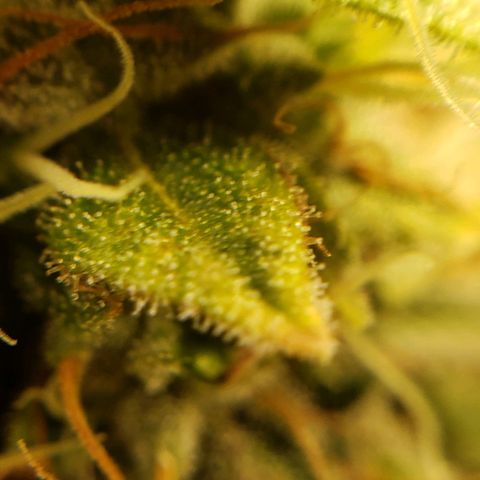 OG strain growlog timeline photo