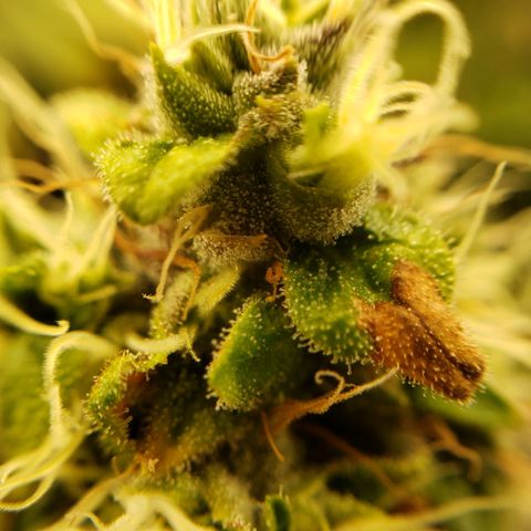 OG strain growlog timeline photo