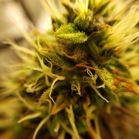 OG strain growlog timeline photo