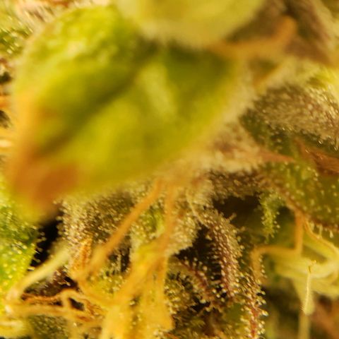 OG strain growlog timeline photo
