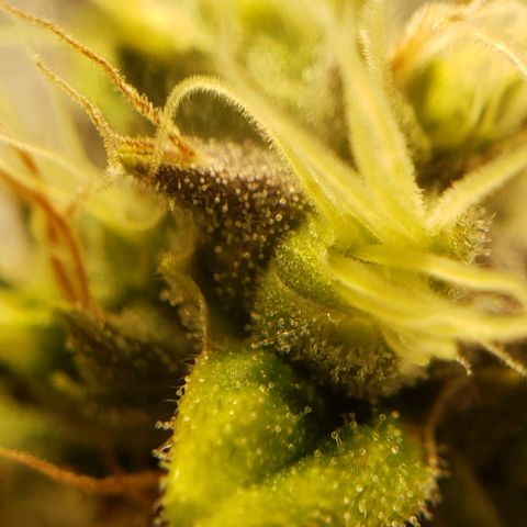 OG strain growlog timeline photo