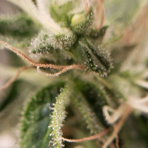OG strain growlog timeline photo