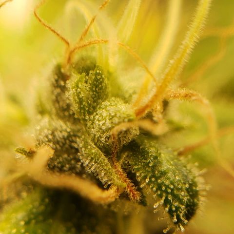 OG strain growlog timeline photo