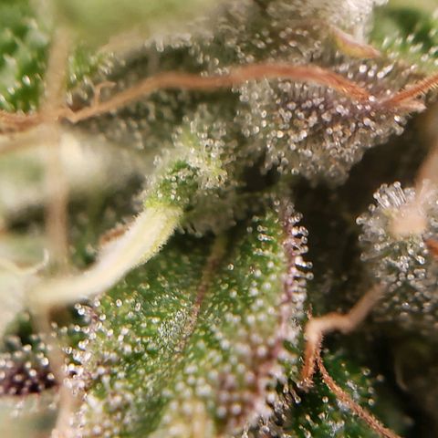OG strain growlog timeline photo